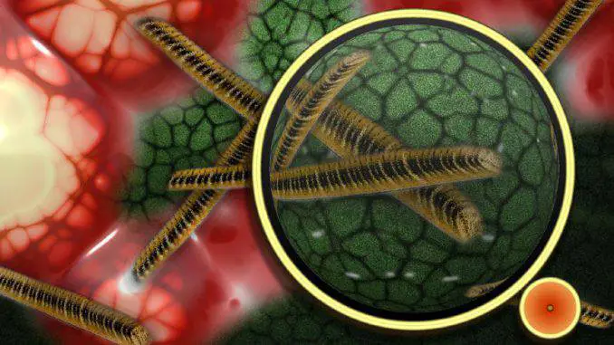 Microbiome and microbiota