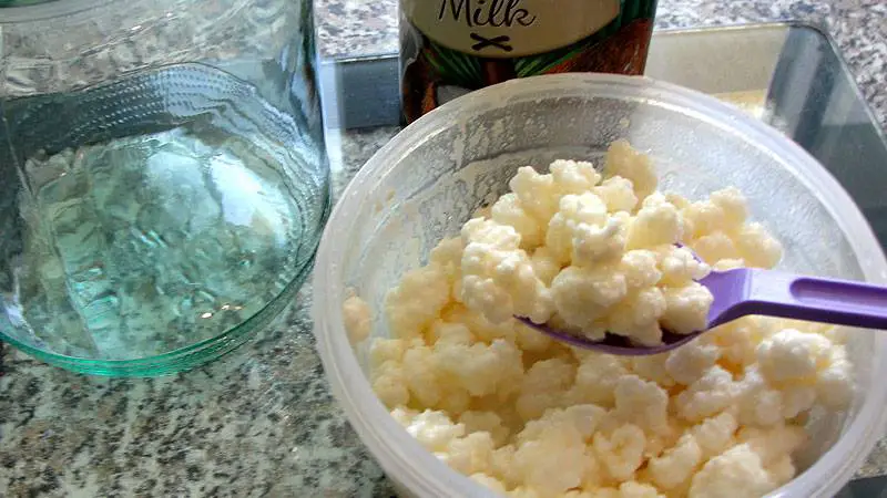 Making Coconut Kefir 1