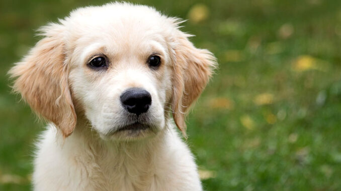 Is Kefir good for dogs?