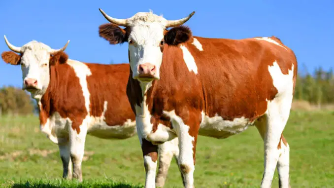 UHT, pasteurized, or raw milk?